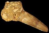 Bargain, Spinosaurus Tooth - Composite Tip #87873-1